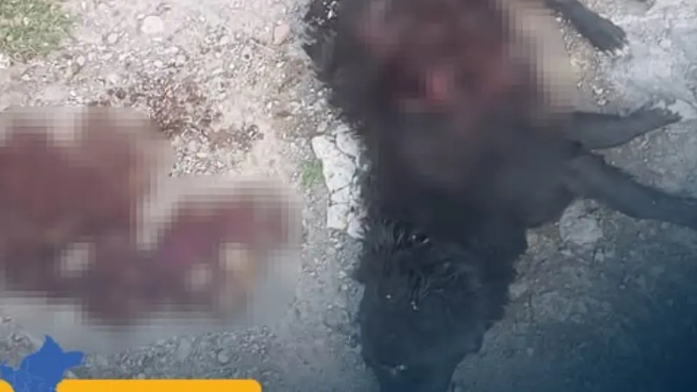 Fiscalía inicia diligencias preliminares por presunto acto de crueldad animal en restaurante de Carmen Alto